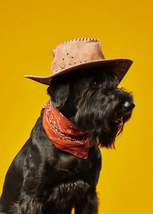 black-schnauzer-cowboy-dog-2022-08-11-19-54-34-utc-min